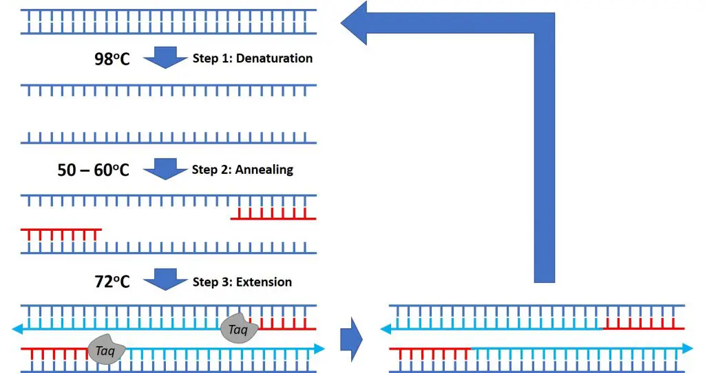 PCR cycle overview
