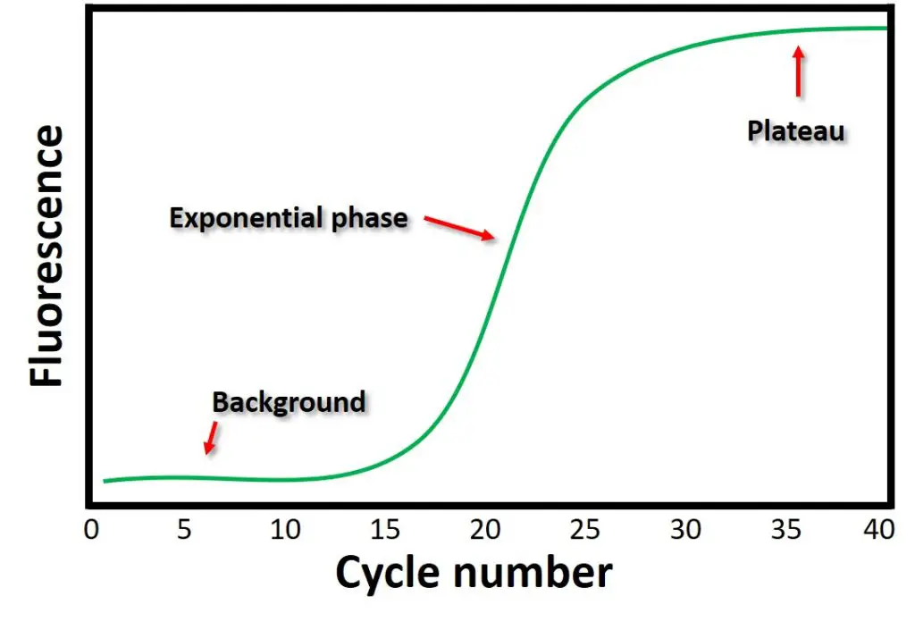 qPCR amplification plot annotated