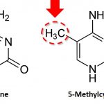 Cytosine & 5-Methylcytosine structure