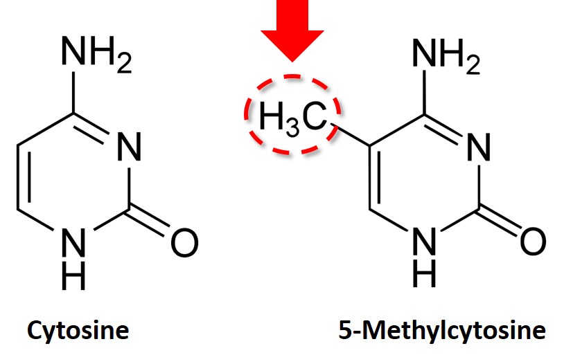 cytosine structure