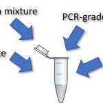 PCR components