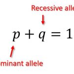 Hardy-Weinberg allele equation