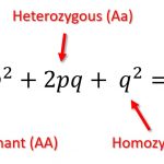 Hardy-Weinberg equation