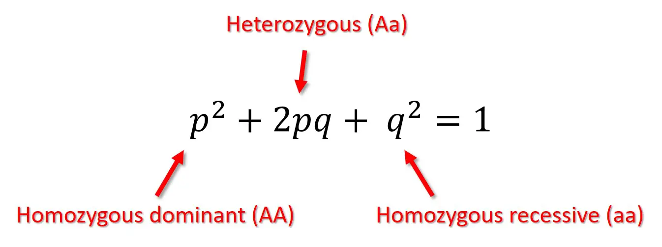 Image result for hardy weinberg equation