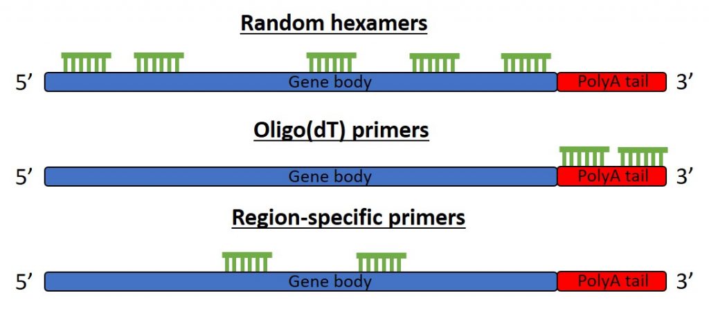 Random primers, oligo(dT) and gene-specific primers for cDNA synthesis