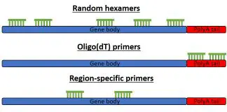 Random primers, oligo(dT) and gene-specific primers for cDNA synthesis