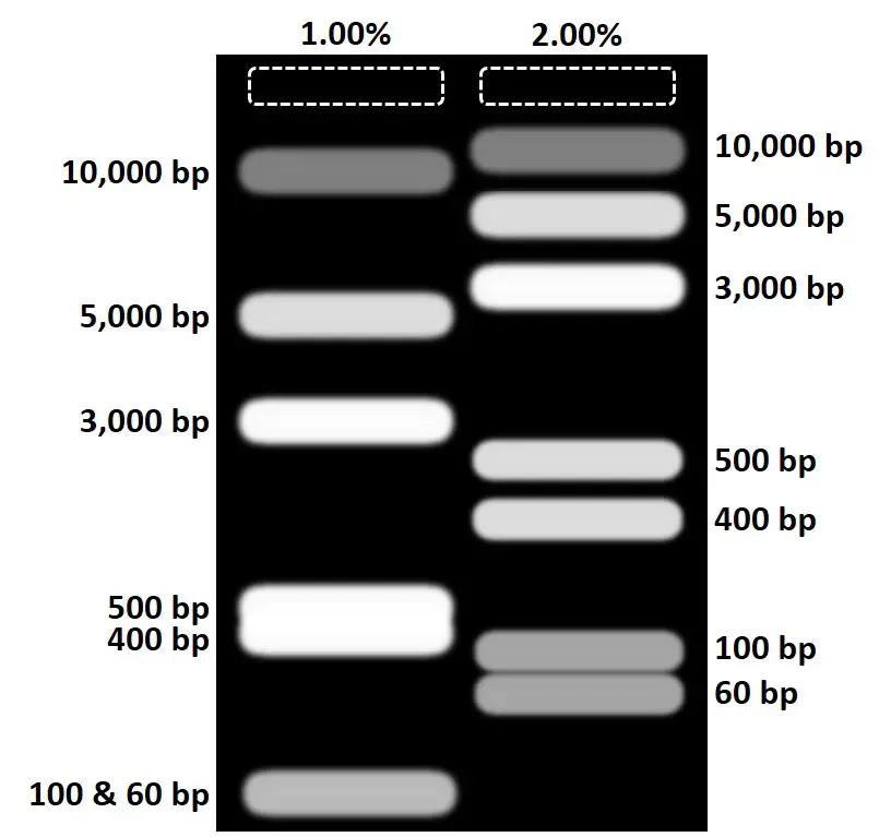 Size Chart, Afarose