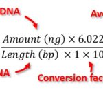 DNA copy number equation qPCR