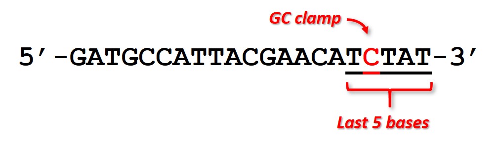 What Is A Gc Clamp In Pcr Primers